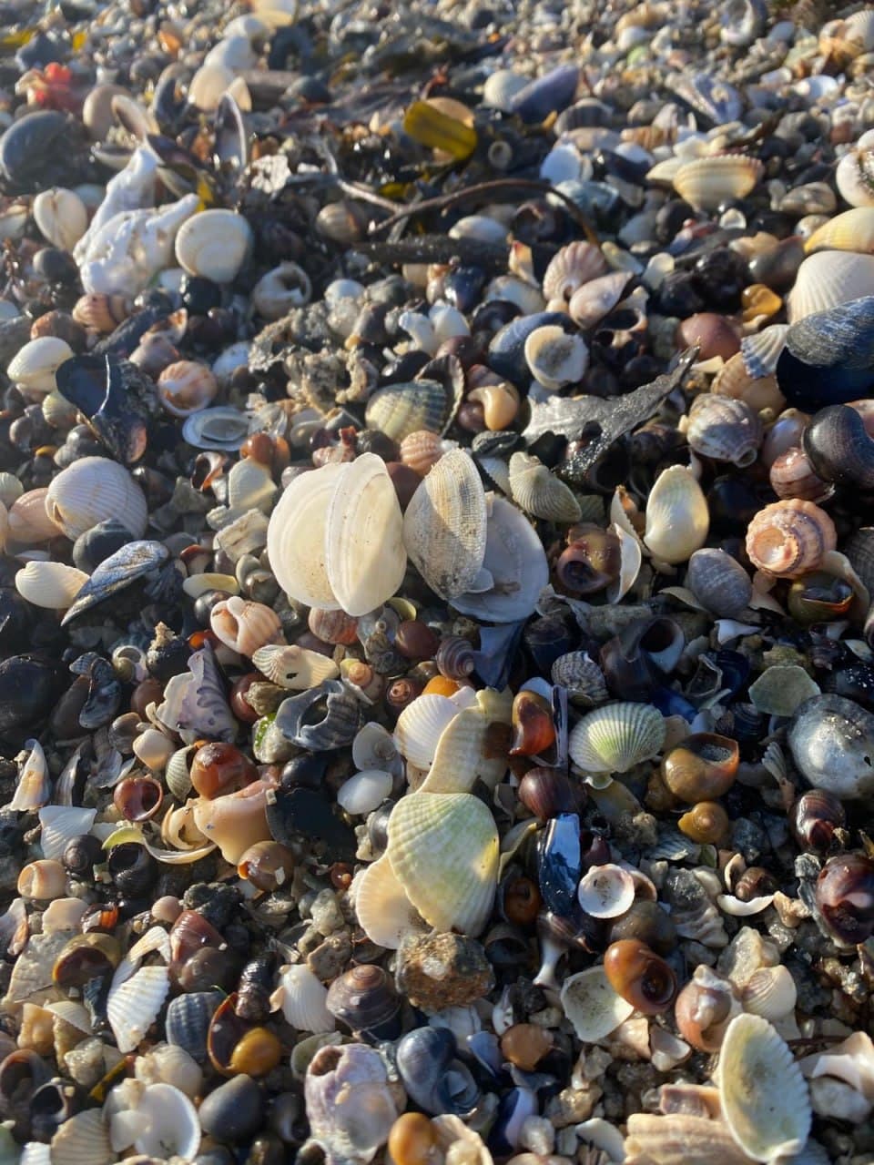 Coquillages ramassés sur la plage de Noirmoutier